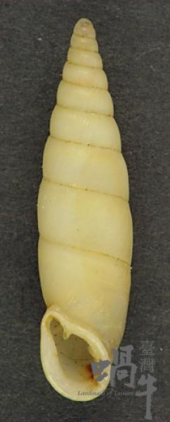 柳田國男　蝸牛考 41UAtX48zfS._AC_SY200_QL15_.jpg