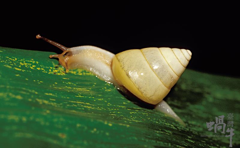 中国本土蜗牛品种图片