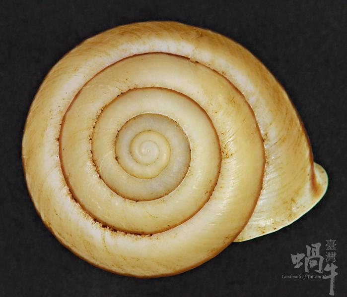 圆菱蜗牛