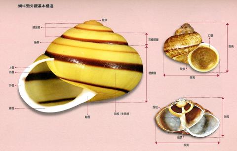 蜗牛壳内部结构图片